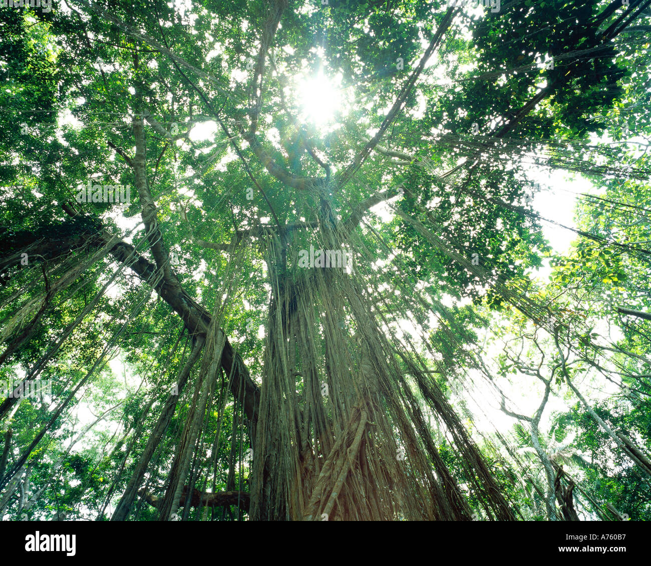 Travel in bali jungle hi-res stock photography and images - Alamy