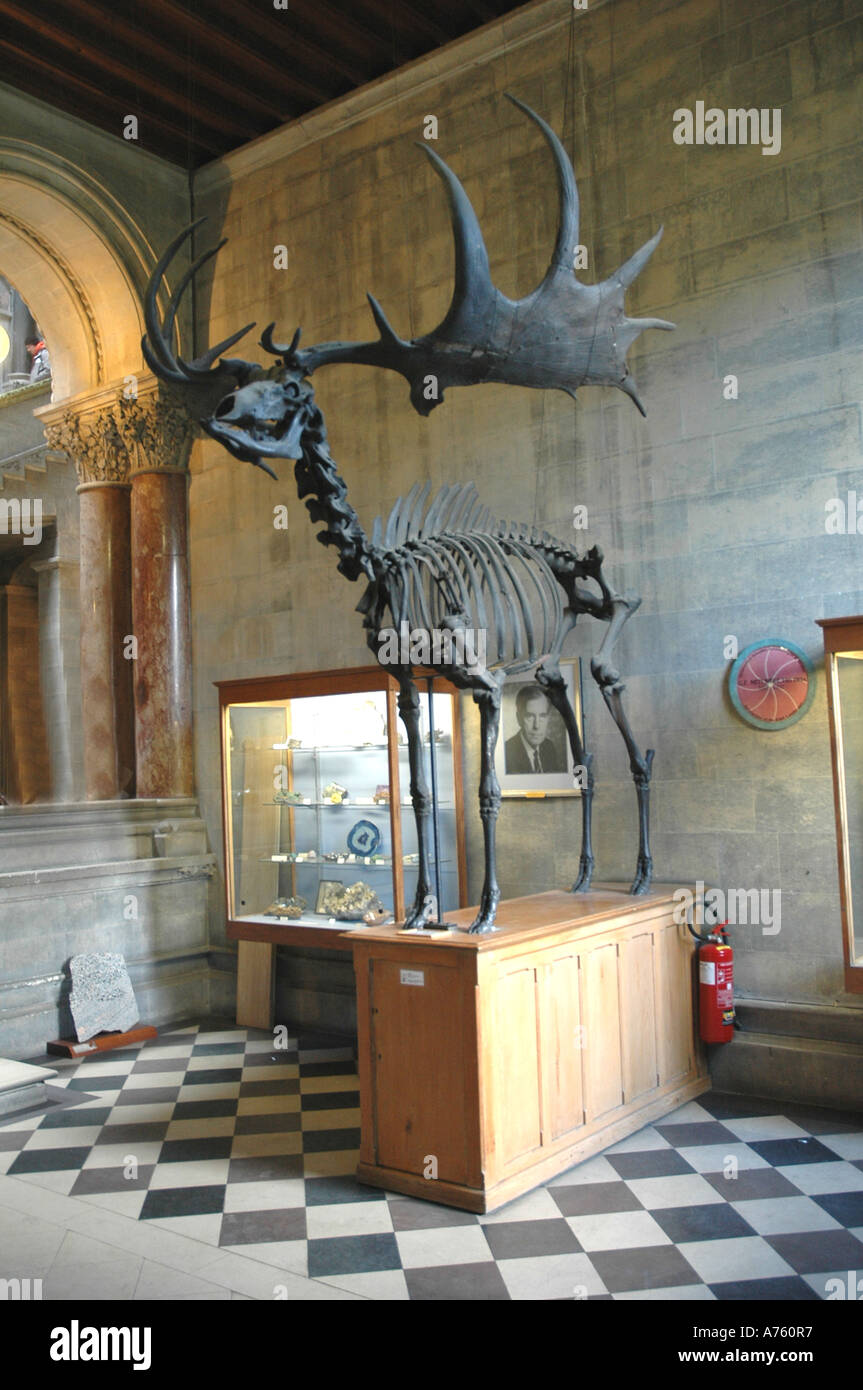 Skelaten of a male Irish Deer Trinity College Museum Dublin Ireland Stock Photo