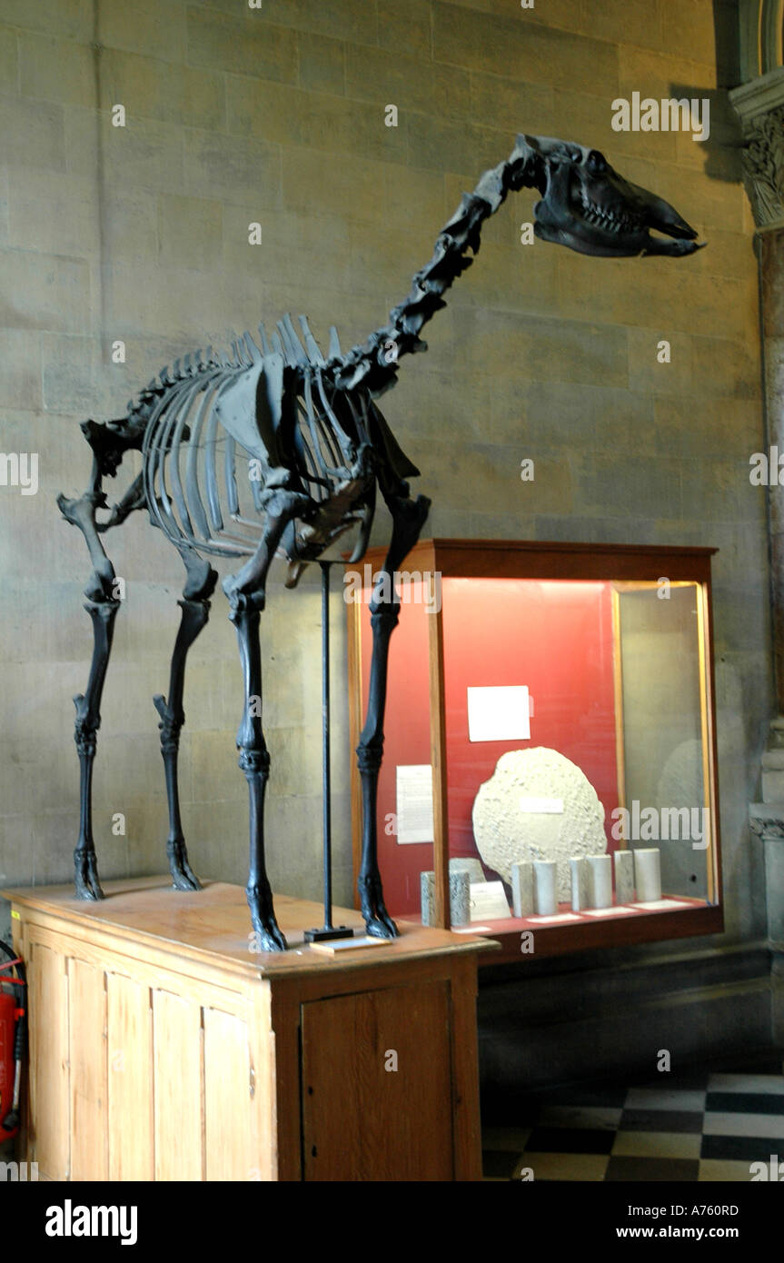 Skeleton of a female Irish Deer Trinity College Museum Dublin Ireland Stock Photo