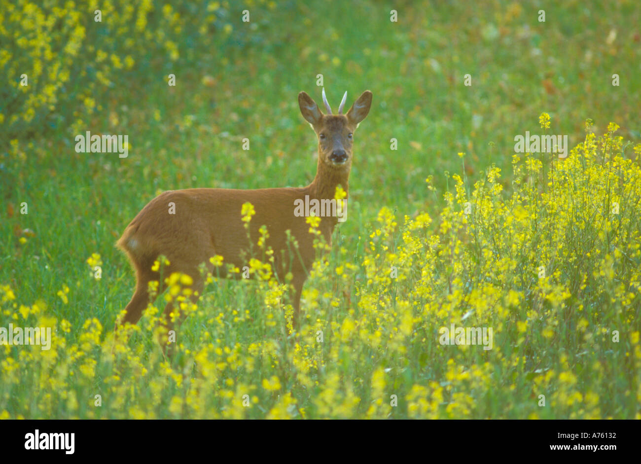 Roe deer male scotland hi-res stock photography and images - Alamy