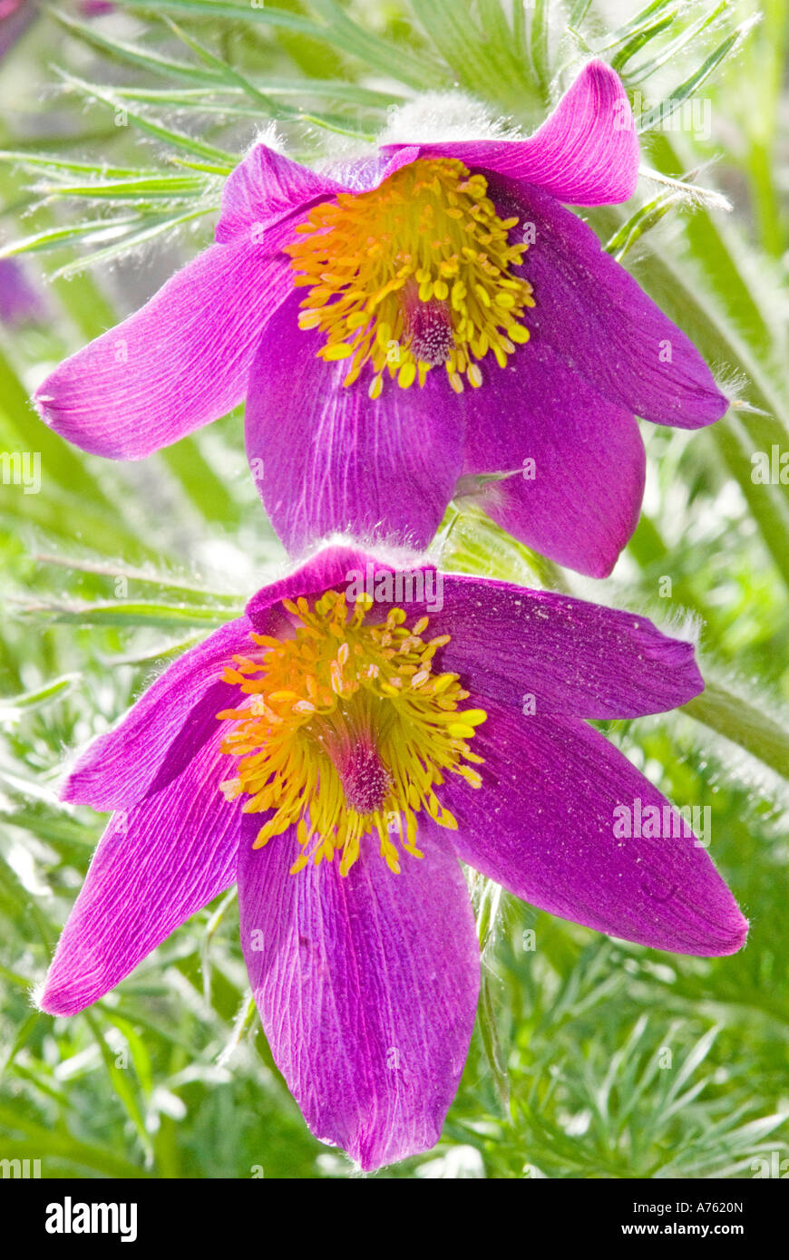 Pasque flowers Pulsatilla vulgaris Stock Photo