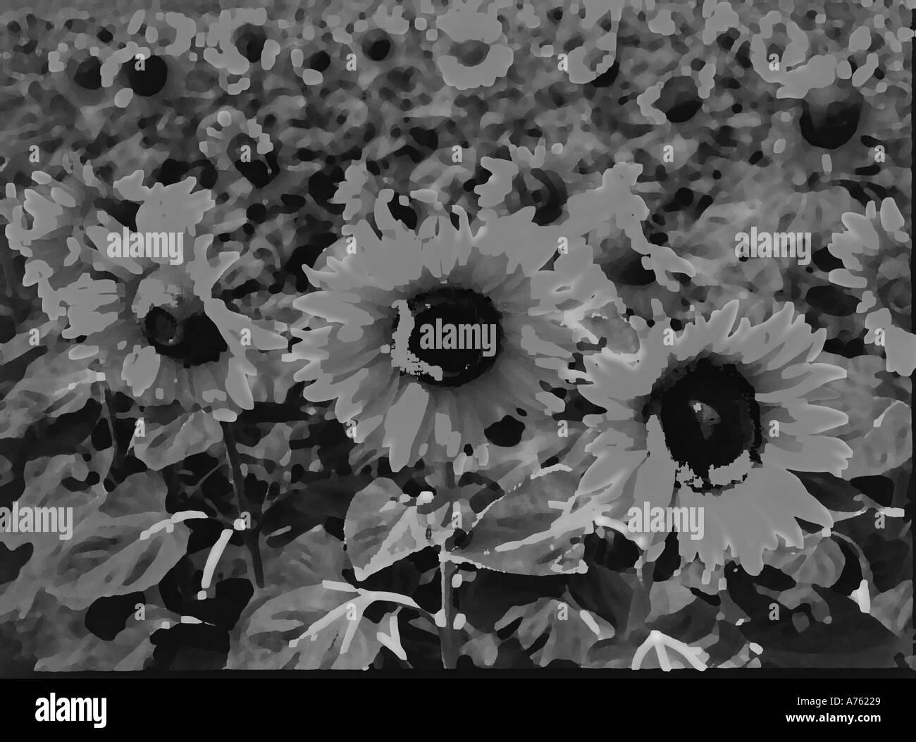 Sunflowers oil Black and White Stock Photos & Images - Alamy