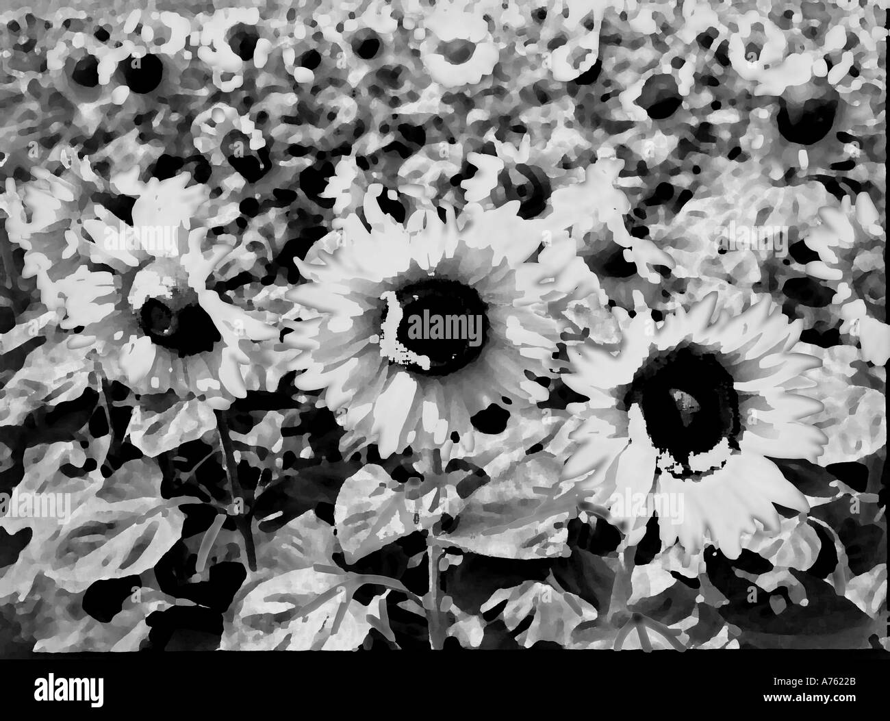 Sunflowers oil Black and White Stock Photos & Images - Alamy