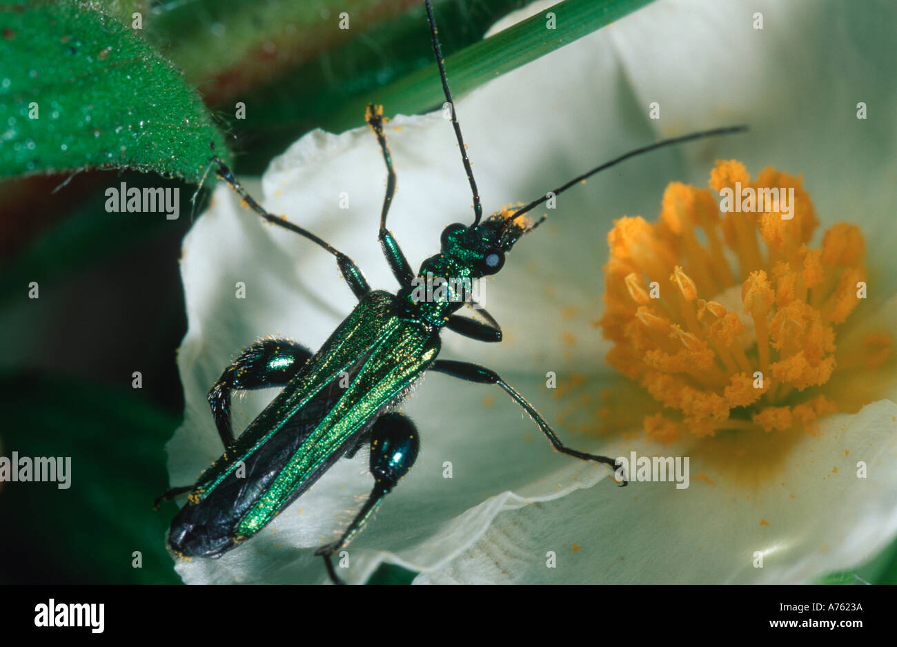 Oedemera nobilis Coleoptera Oedemeridae beetle on a flower of Cistus spp Stock Photo