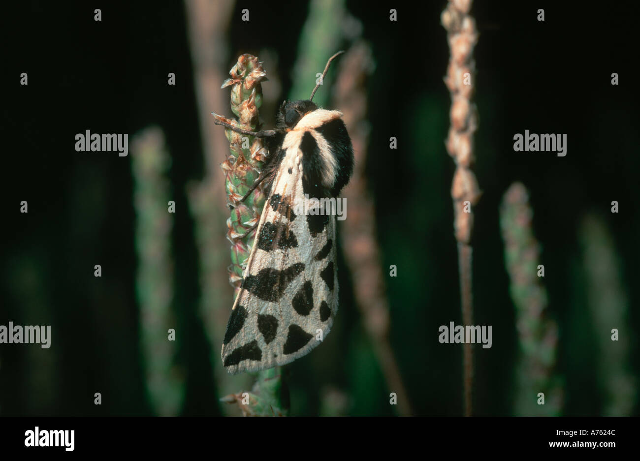 Arctia spp moth resting on grass stem Stock Photo