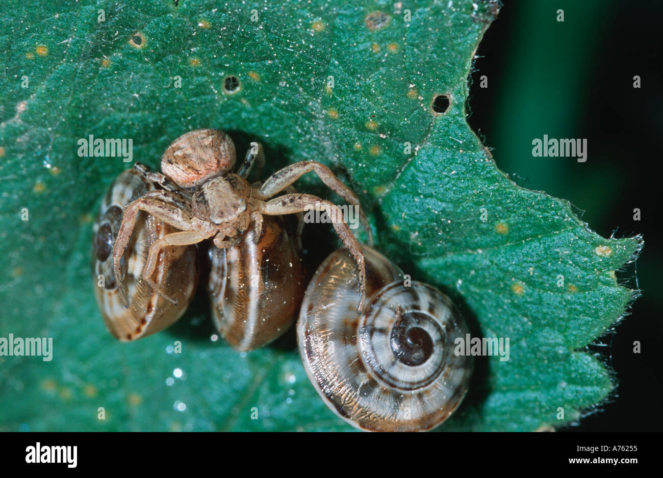 Crab spider Araneida Thomiisidae on terrestrial snail shells Stock Photo