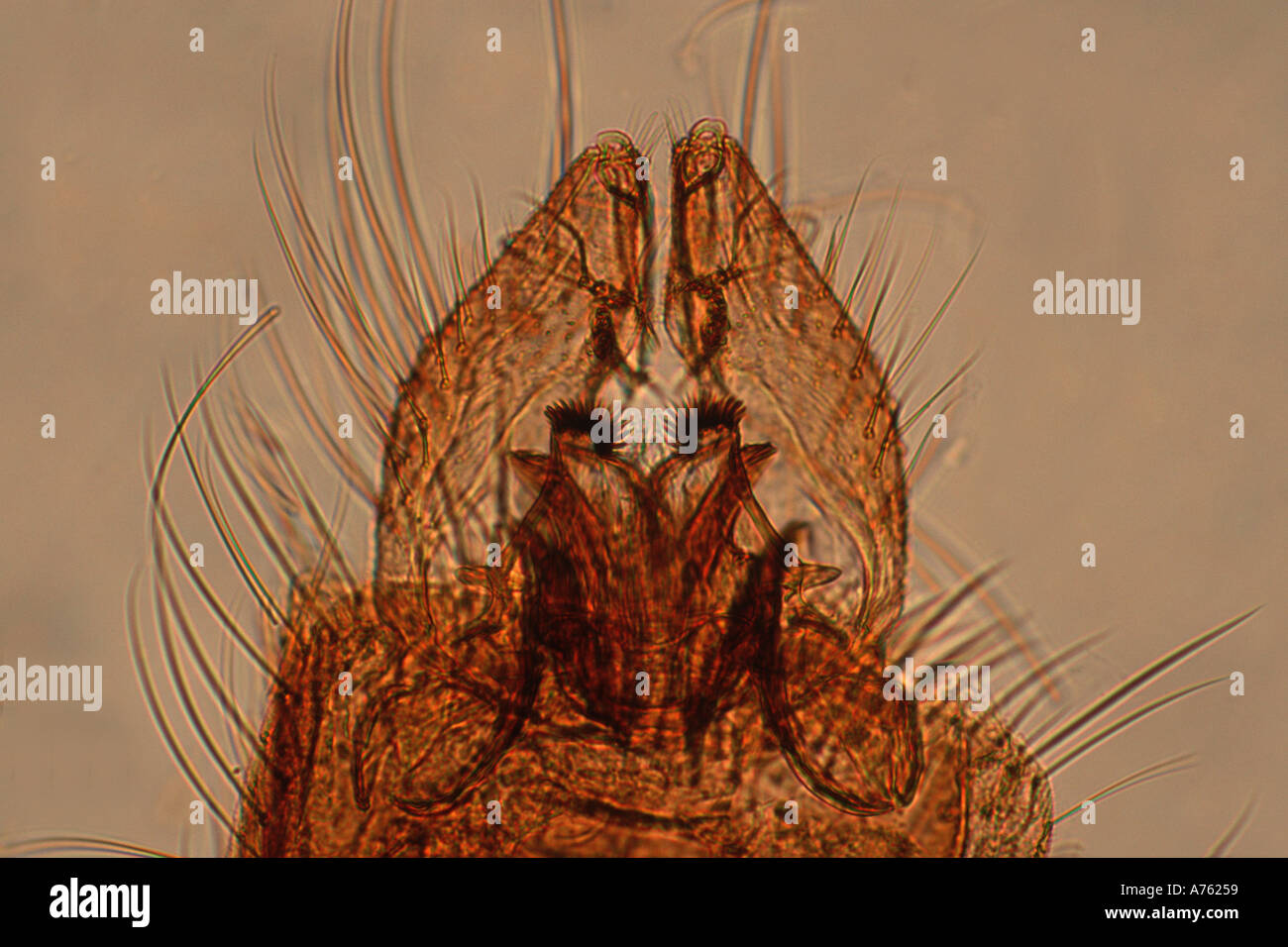 Male Culex pipiens common house mosquito genitalia microscope slide prepared Stock Photo