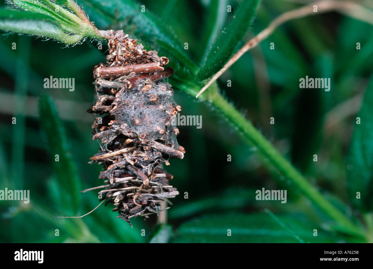 Lepidoptera Psychidae larval and pupal cocoon made of vegetal debris silk Gerber lakes Pyrenees Spain Stock Photo