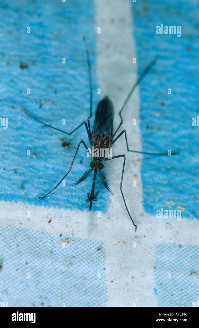 Male Culiseta longiareolata mosquito on swimming pool tiles Stock Photo