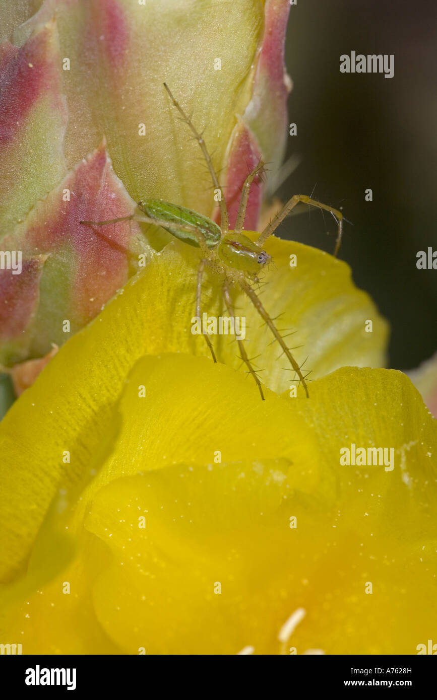 Green Lynx Spider Puecetia viridans Arizona On prickly pear blossom