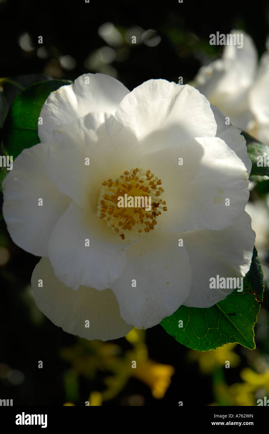 Pure white camellia hi-res stock photography and images - Alamy