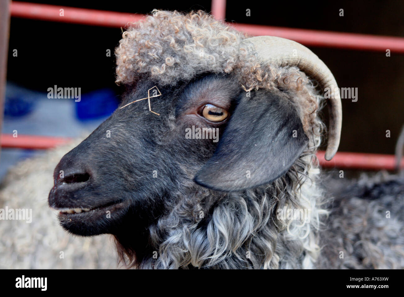 Ram on show at the autumn in malvern RHS flower show at the three counties show ground. worcestershire uk Stock Photo