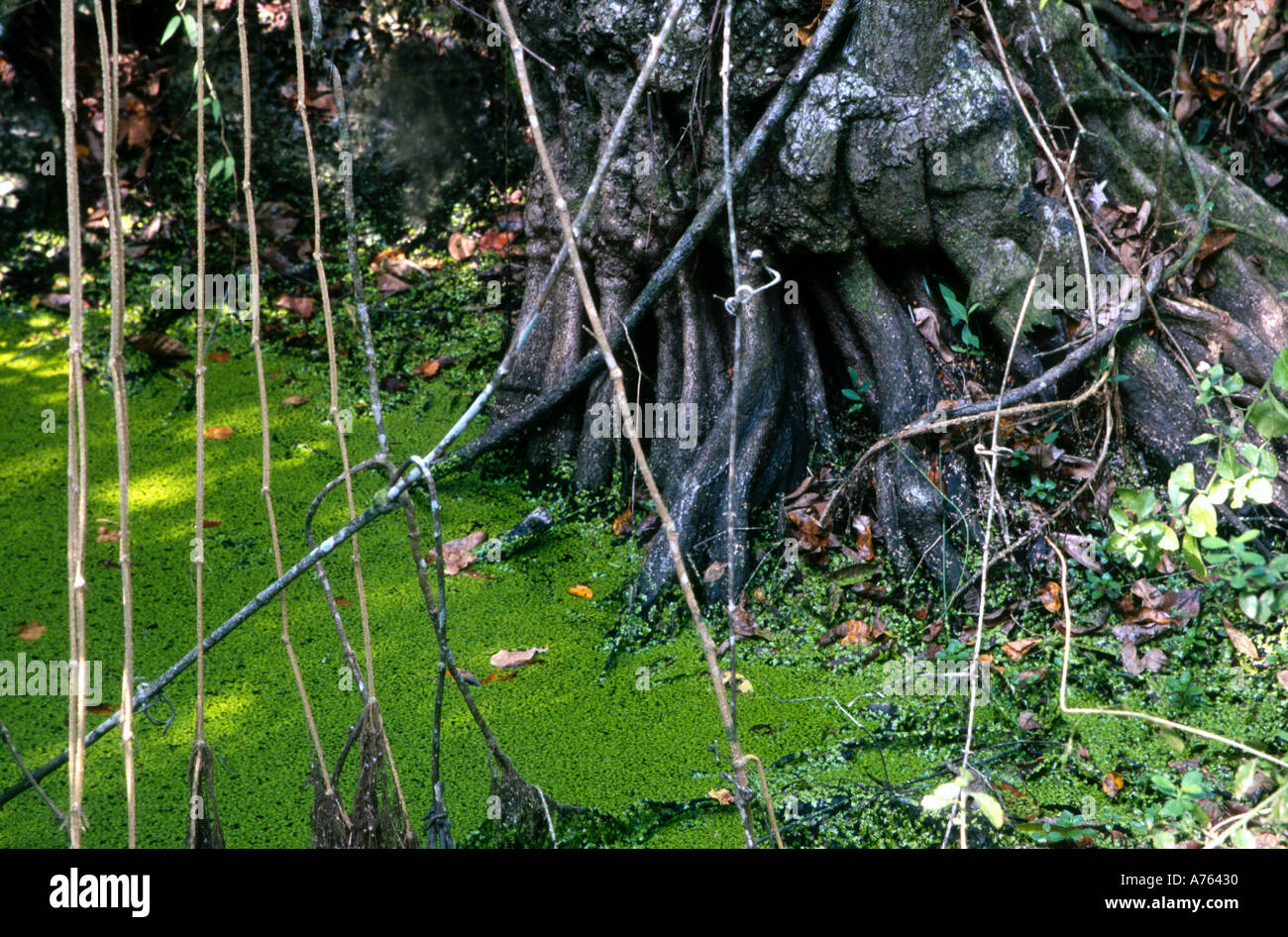 Solution Hole with Green Algae Tree Trunk and Vines Everglades National Park Florida Stock Photo