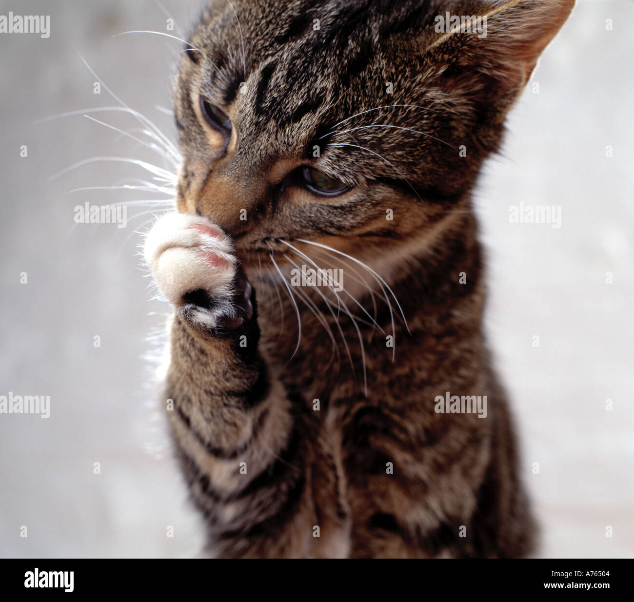 Paw Pad High Resolution Stock Photography and Images Alamy