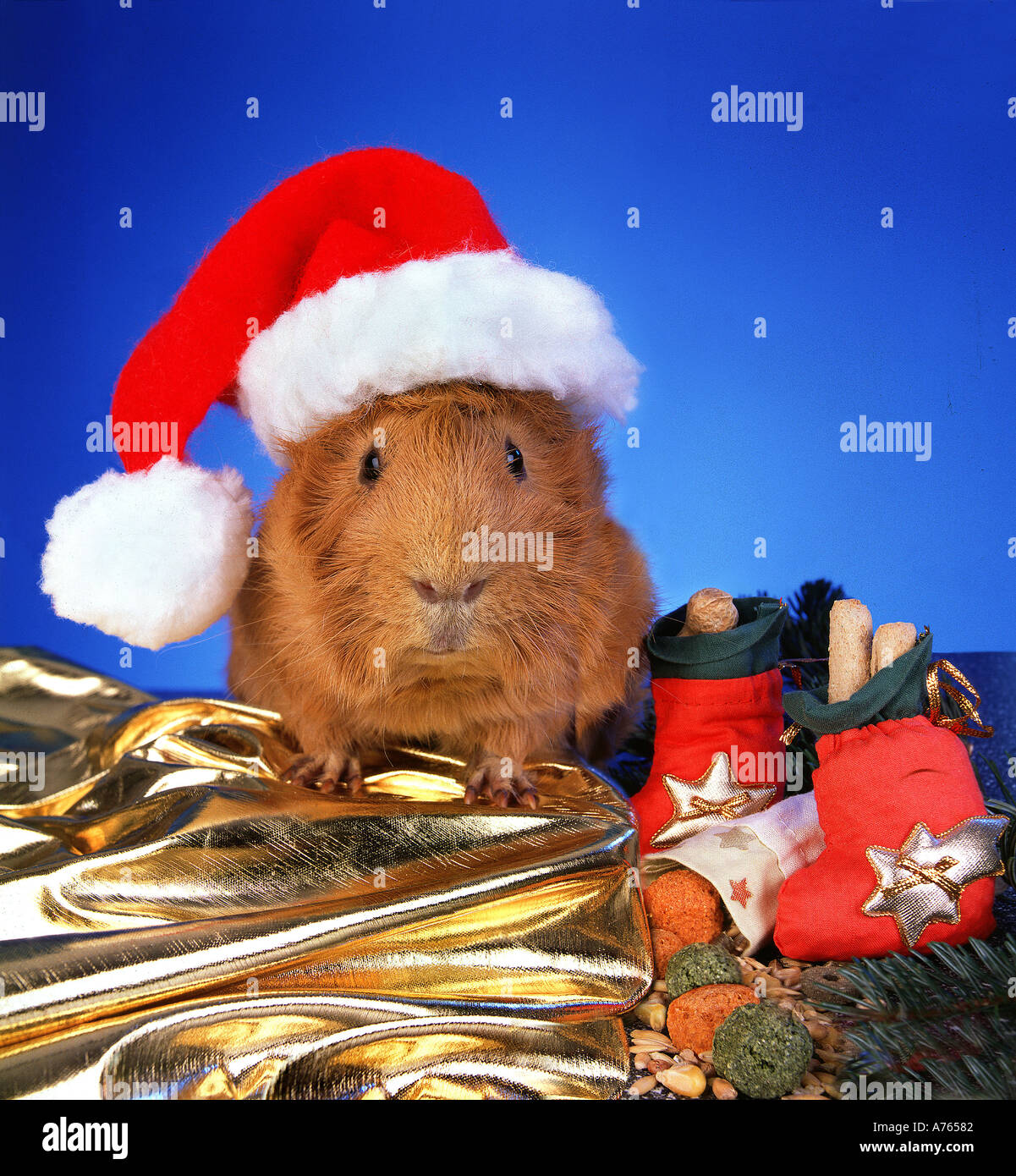 guinea pig with christmas cap bonnet humour joke fun funny animal santa  claus animal Stock Photo - Alamy