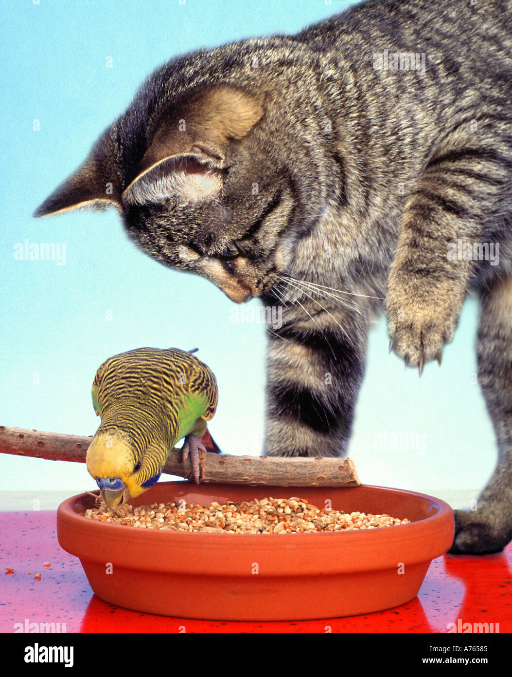 Funny animals and budgie hi-res stock photography and images - Alamy