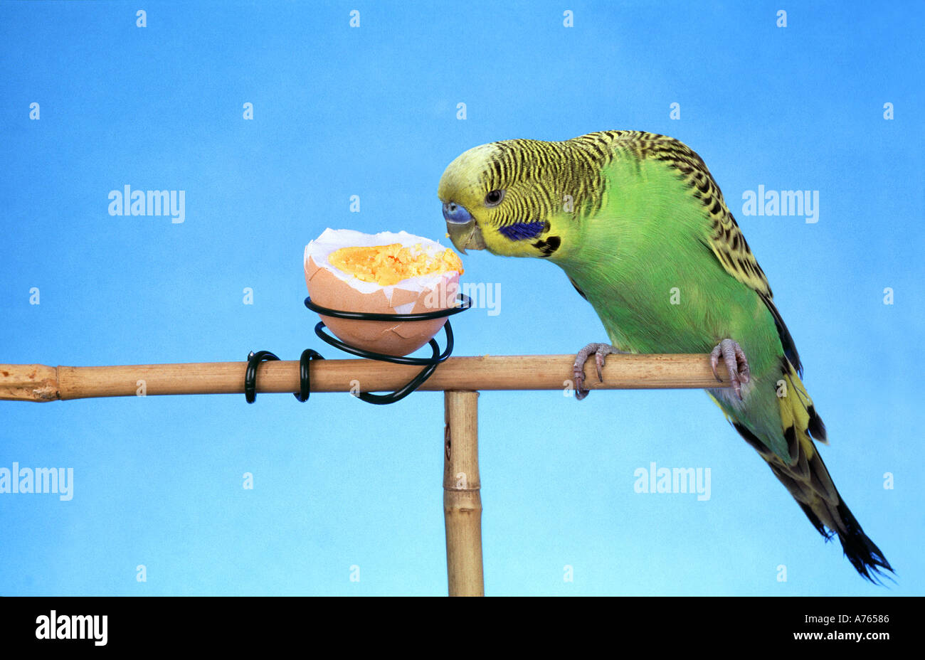 Budgerigar food discount