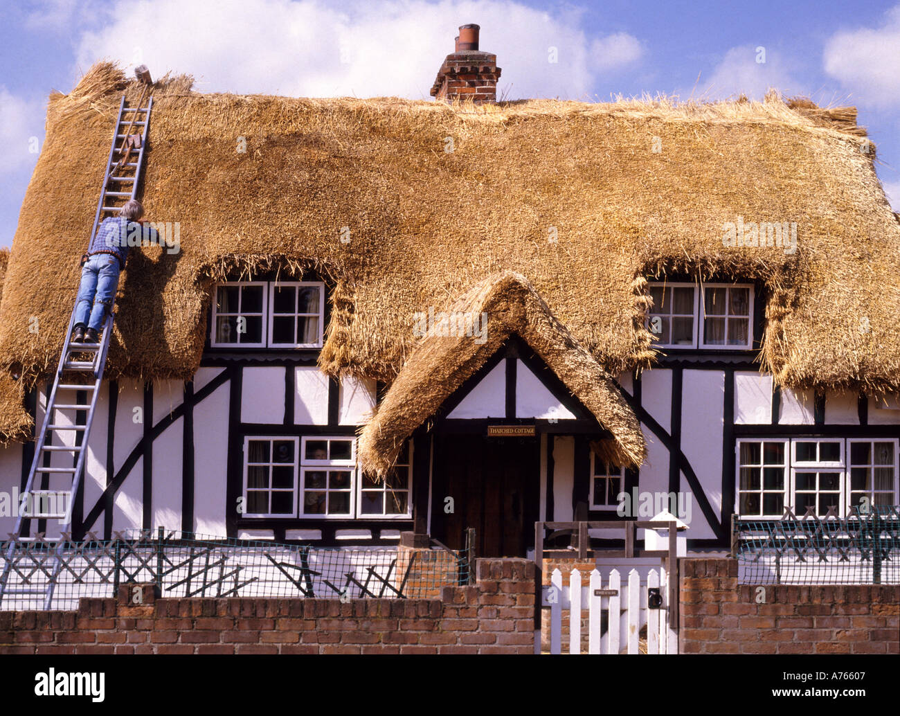 Thatcher craftsman working off ladder at house having new thatched roof on half timbered old black and white English country cottage Essex England UK Stock Photo