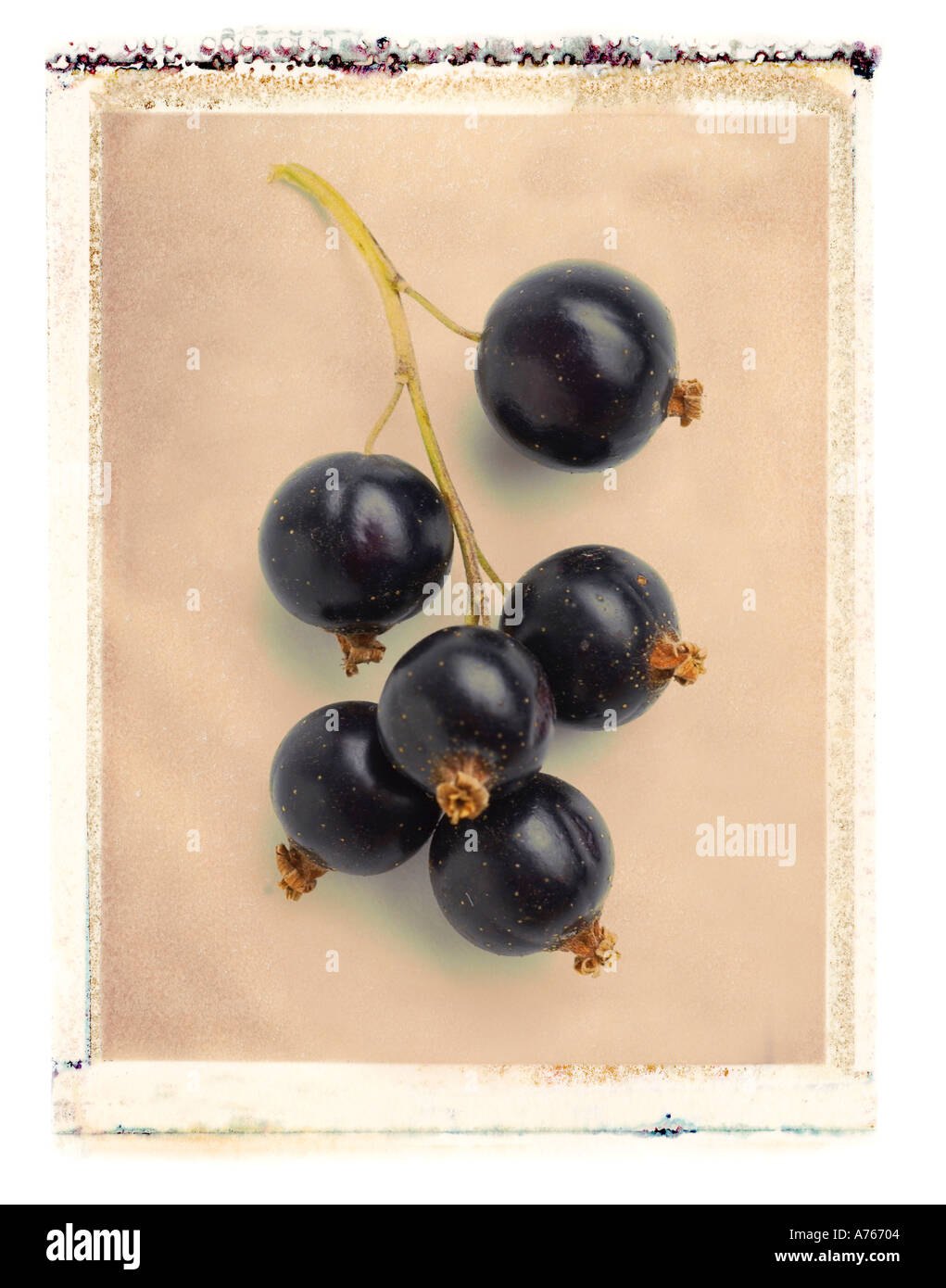 close up of black currants Stock Photo