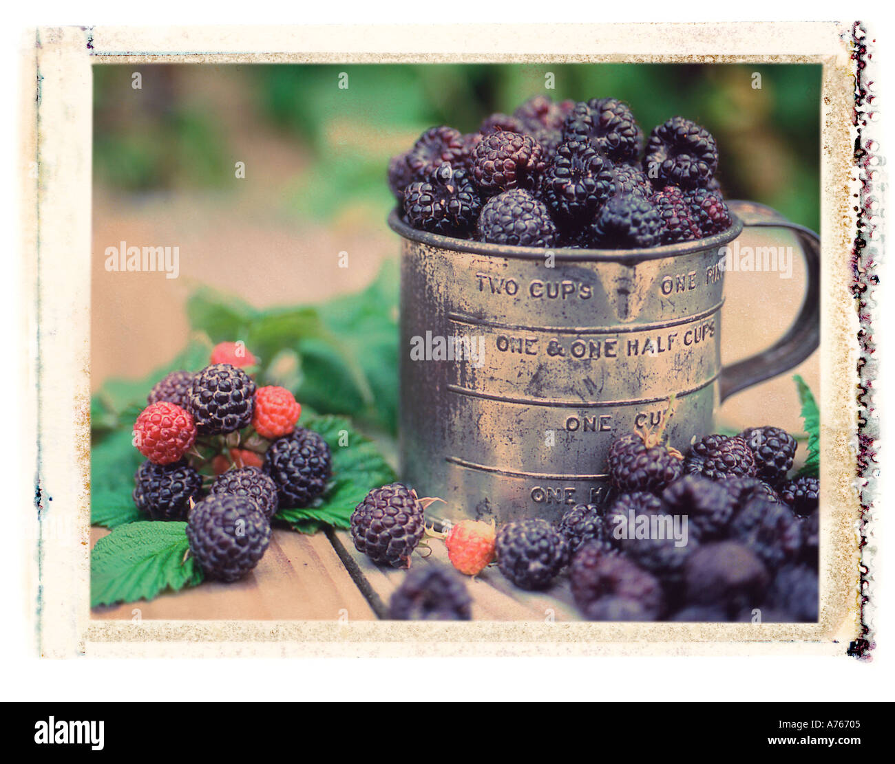 Tin cup full of fresh picked black raspberries in berry field polaroid transfer image Stock Photo