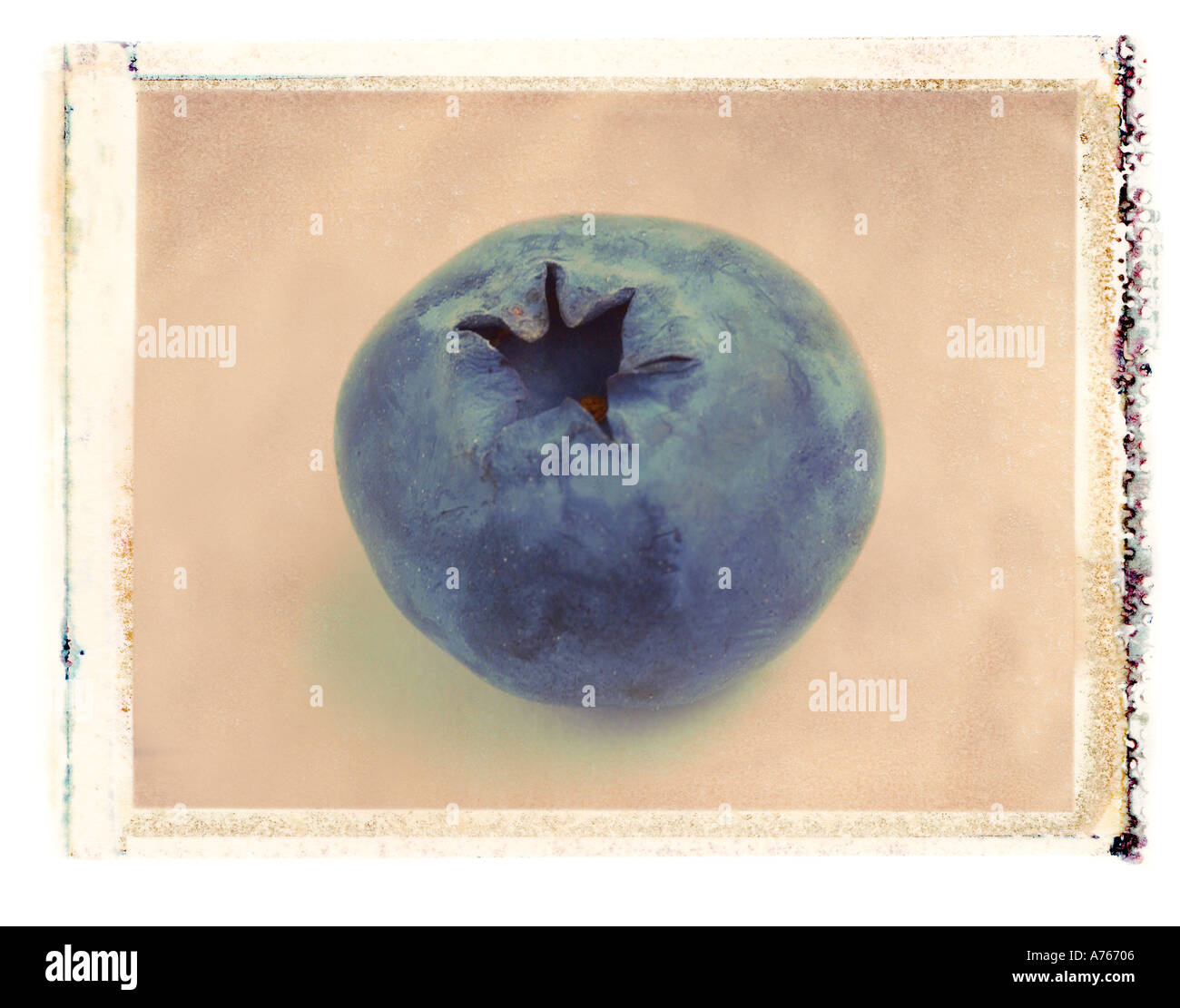 blueberry close up polaroid transfer Stock Photo