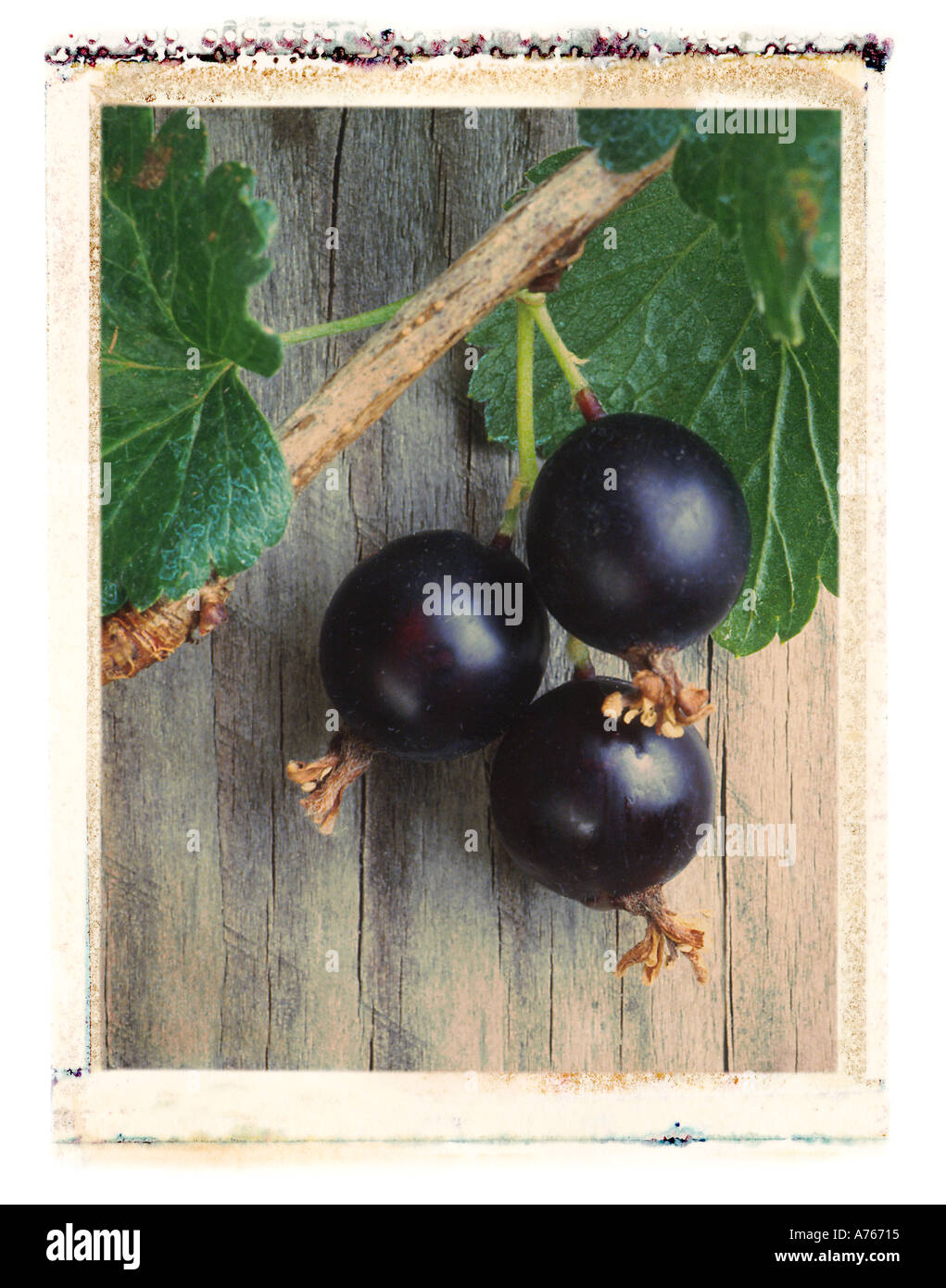 Josta berries Stock Photo