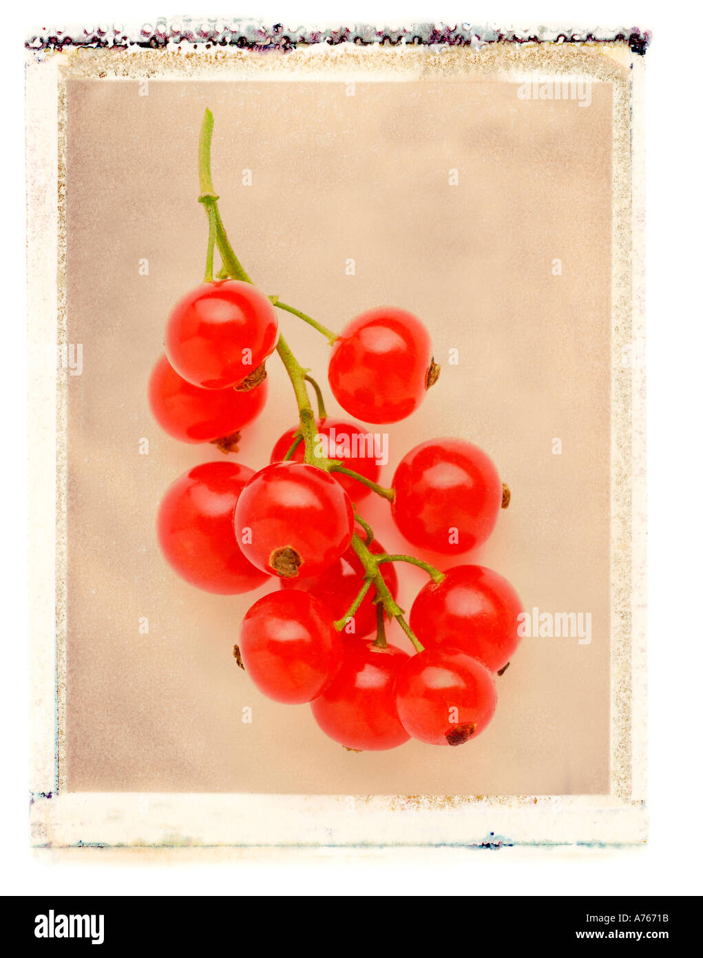Red Currants Stock Photo