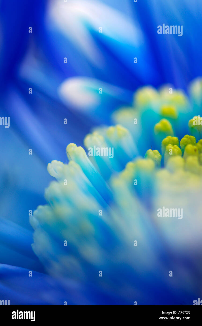 Chrysanthemum colours hi-res stock photography and images - Alamy