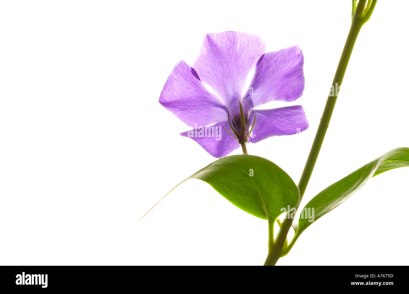 Purple and white hi-res stock photography and images - Alamy