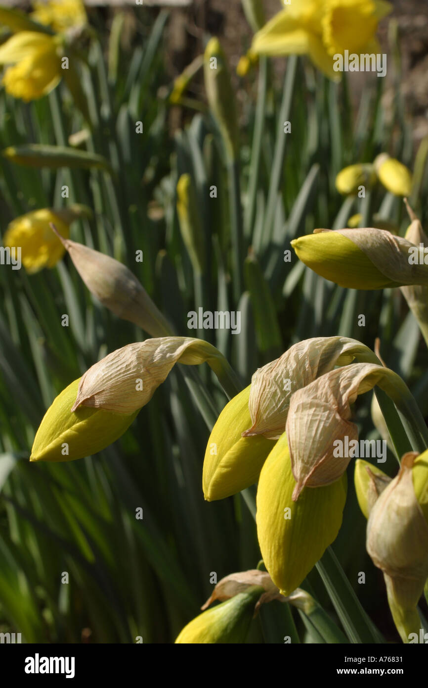 Daffodils just beginning to open bloom during early springtime Stock Photo Alamy