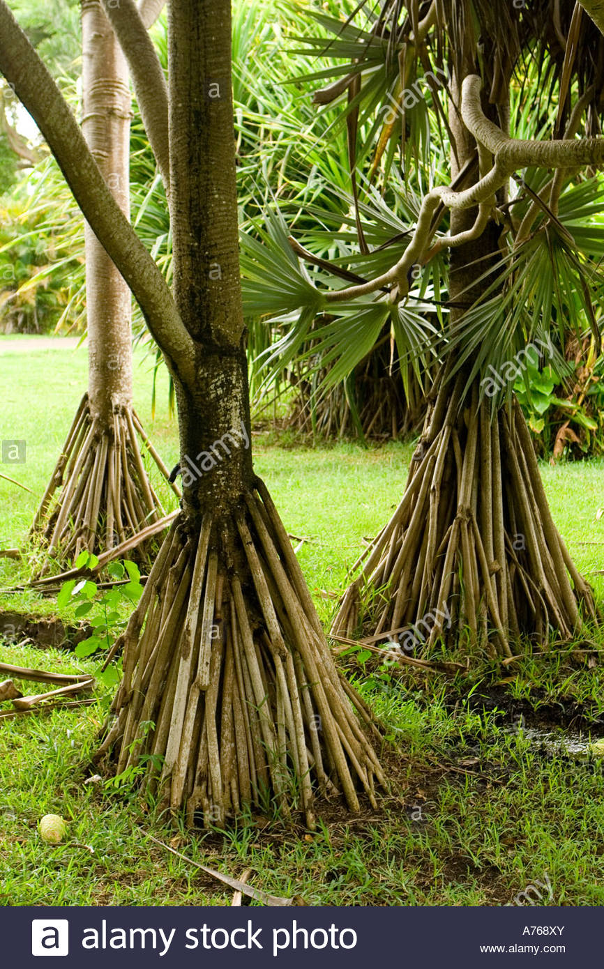 Stilt Like Roots Walking Palm Tree Stock Photos & Stilt Like Roots