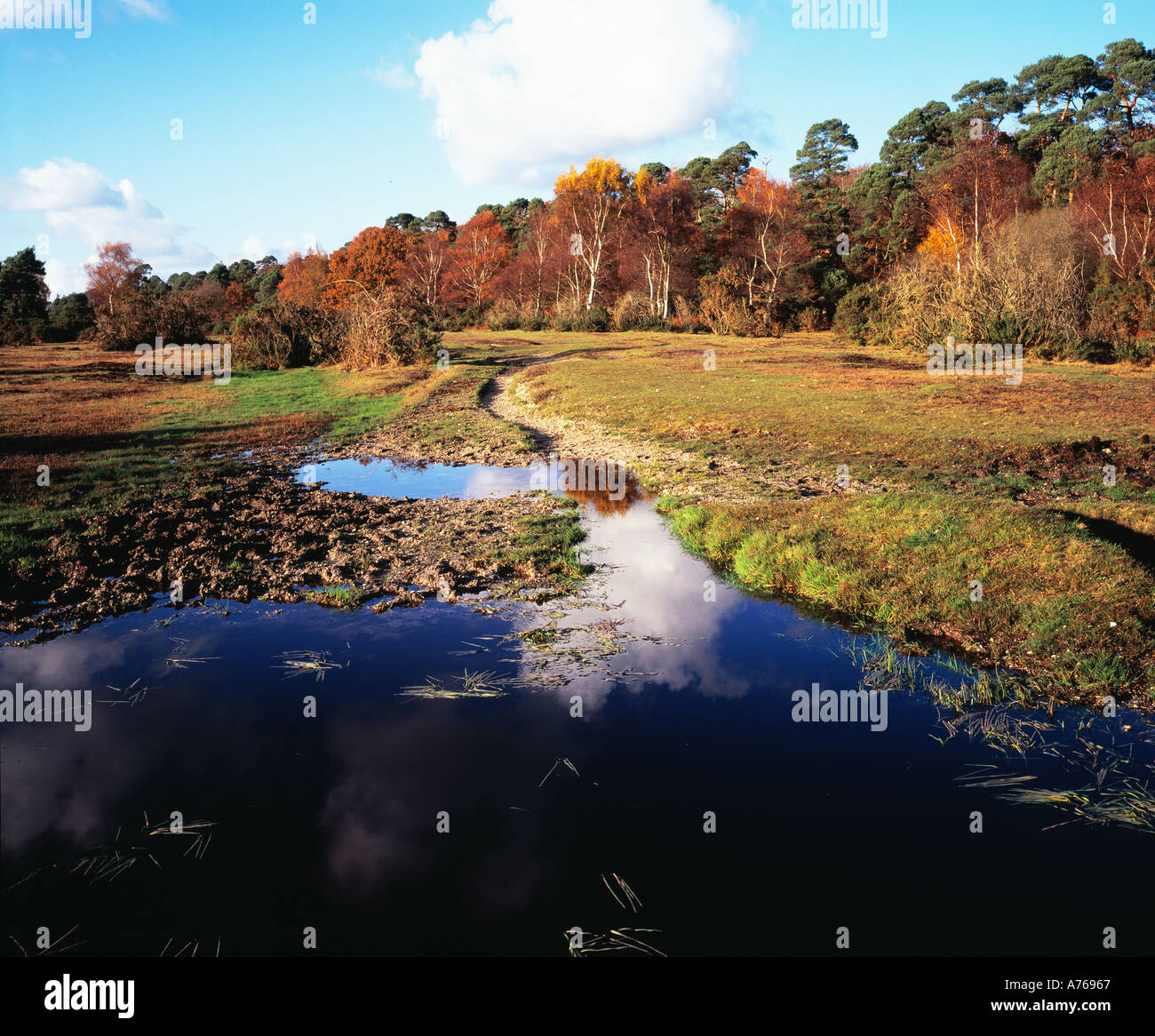 New Forest National Park, Hampshire, England, UK, GB Stock Photo Alamy