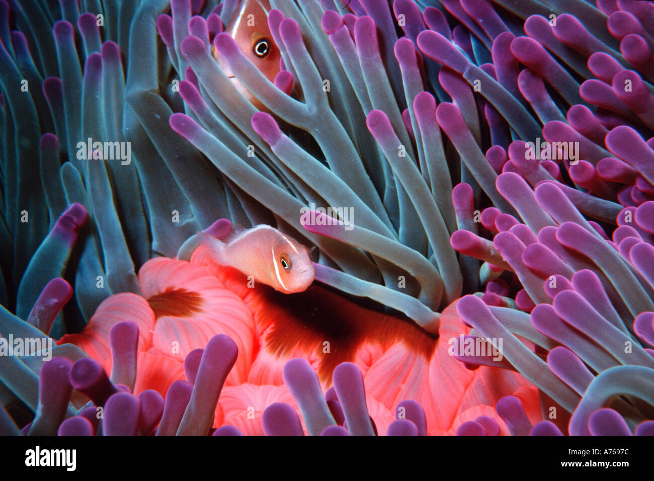 Juvenile and adult pink anemonefish in sea anemone Amphiprion perideraion Fila Reef Port Vila Vanuatu S Pacific Stock Photo