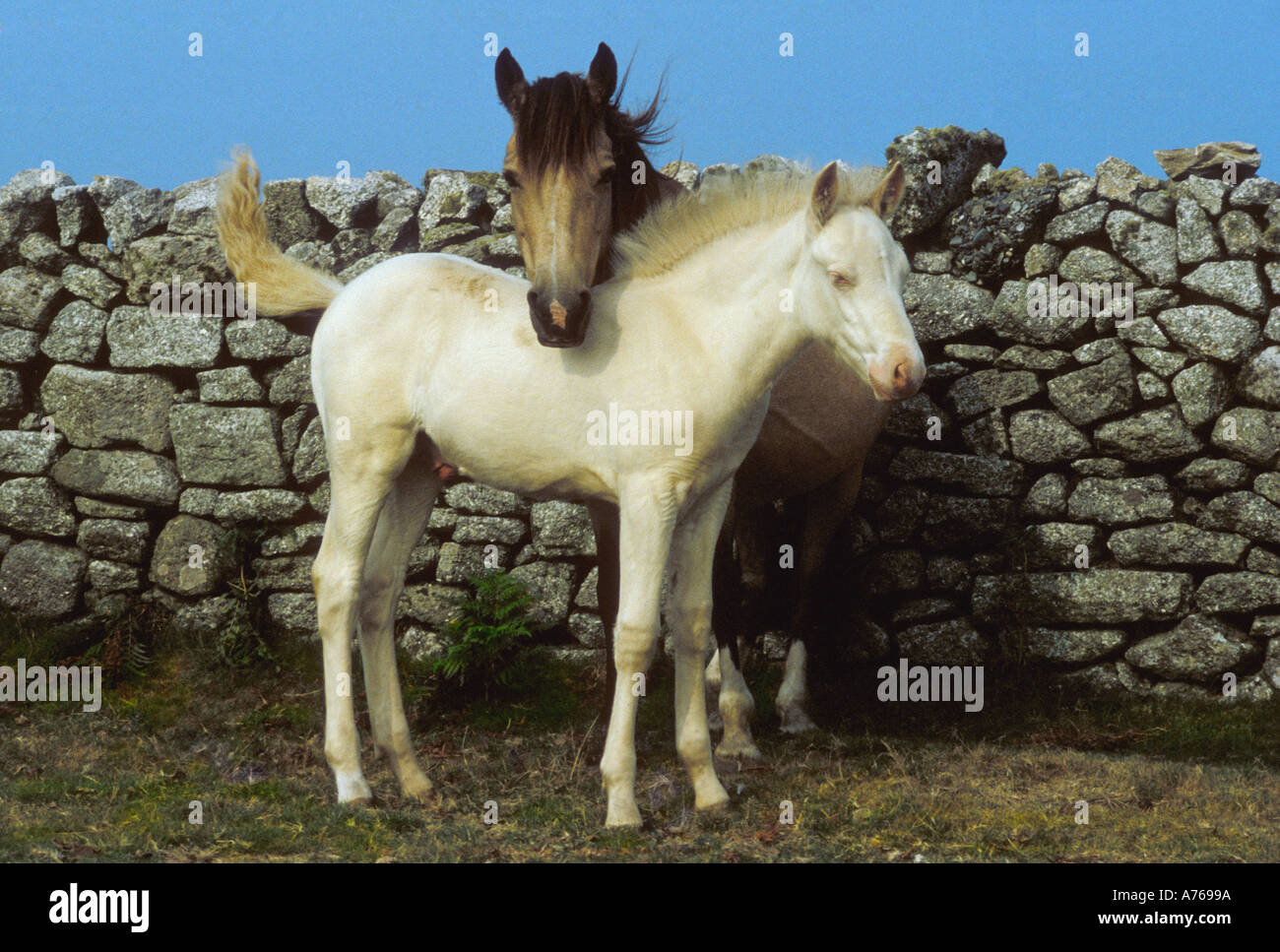 White stone horse hi-res stock photography and images - Alamy