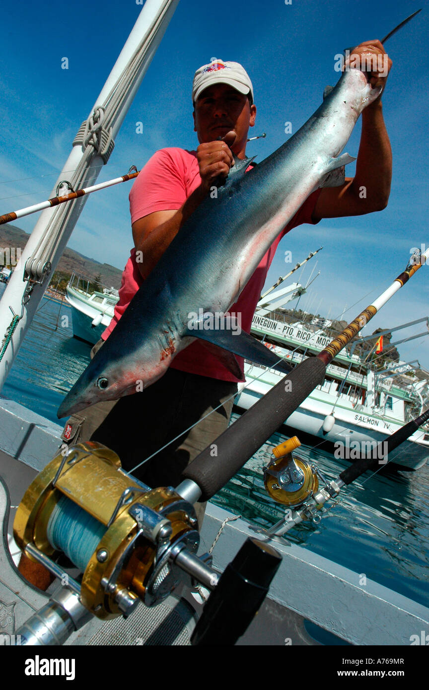 Fishing blue shark in Puerto Rico GRAN CANARIA Canary Islands Spain Stock  Photo - Alamy