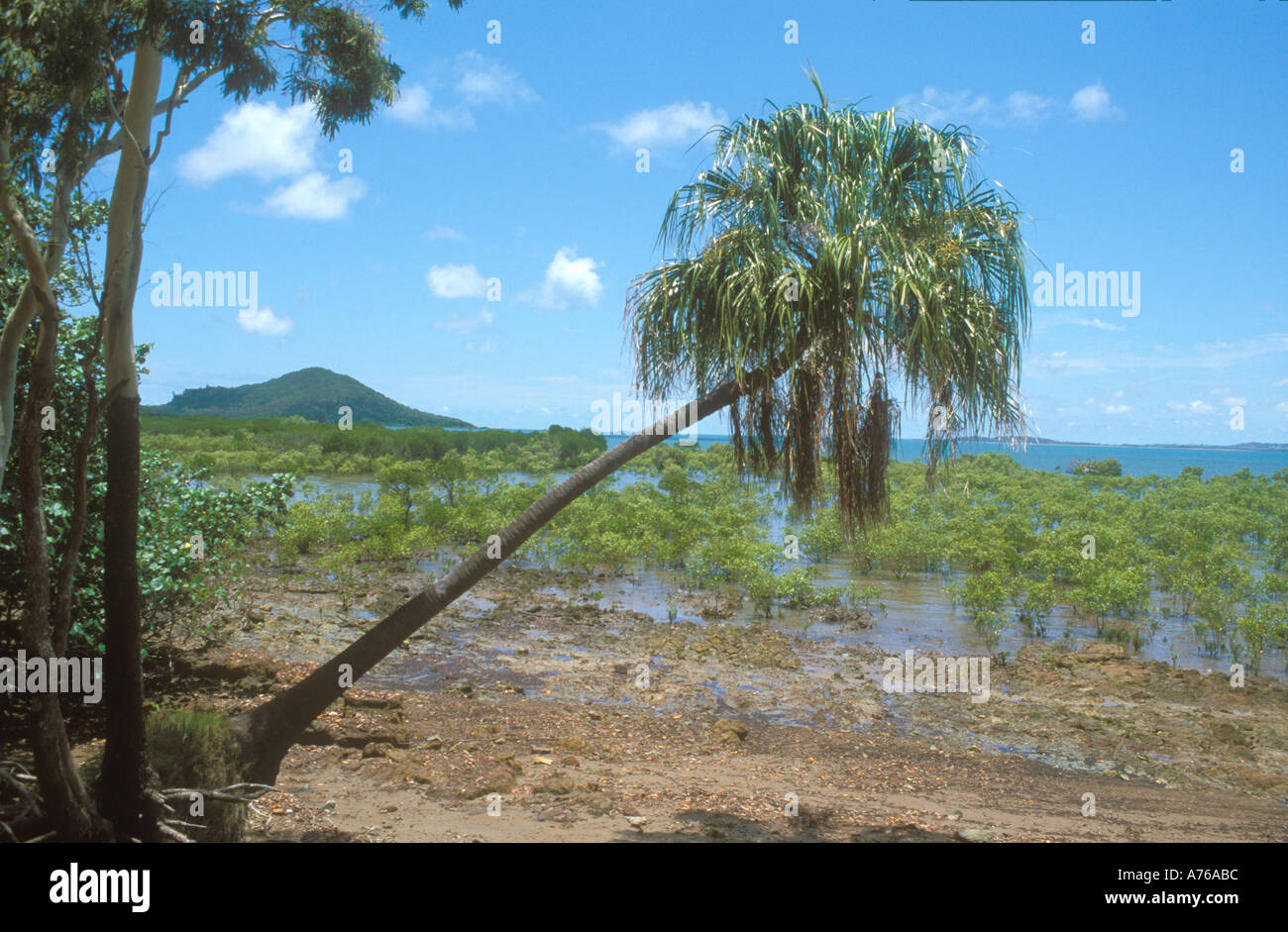 Palm Tree overhanging a Mangrove area of Coast in Queensland Australia