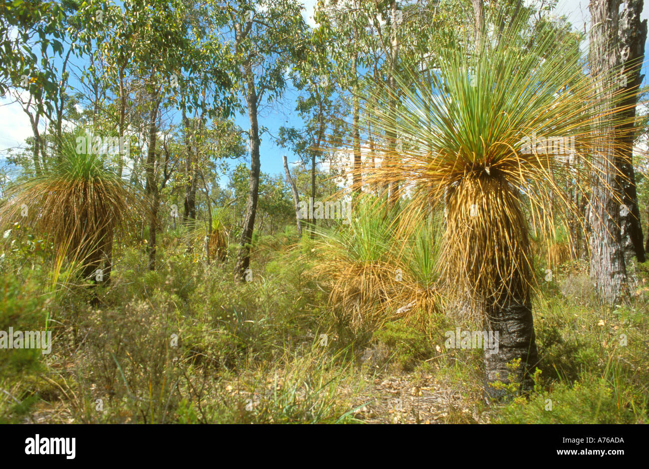 Grass Tree or Black Boys growing in Western Australia Forest Stock Photo Alamy