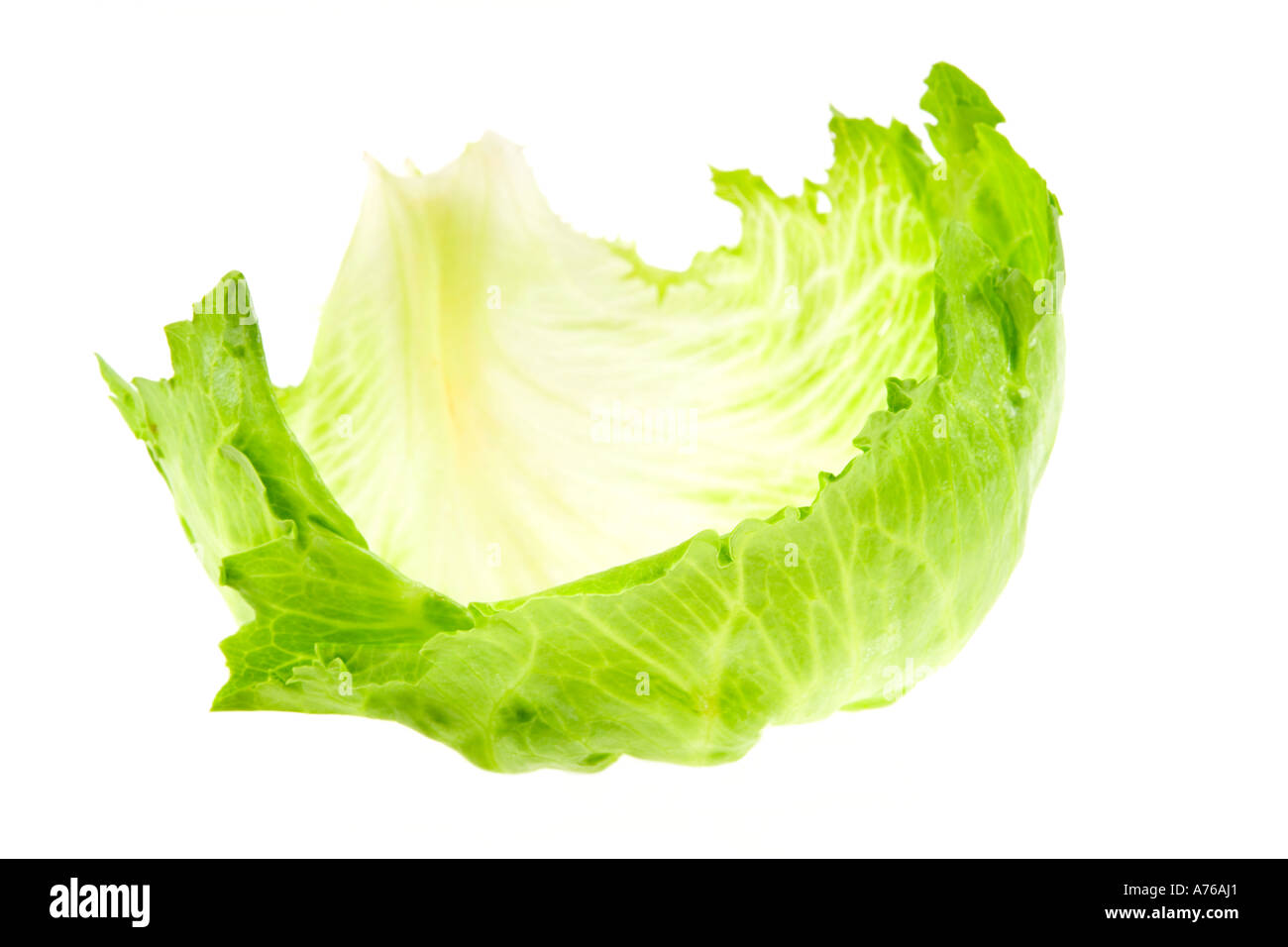 A crisp green Iceberg Lettuce Leaf on a pure white background Stock