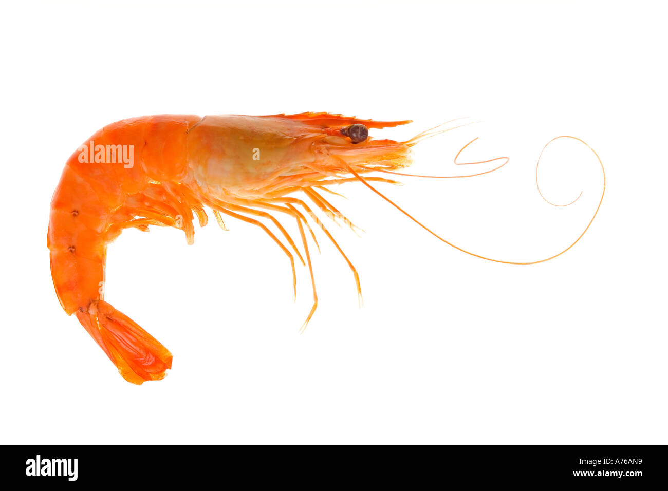 Single unpeeled cooked whole prawn on a pure white background. Stock Photo