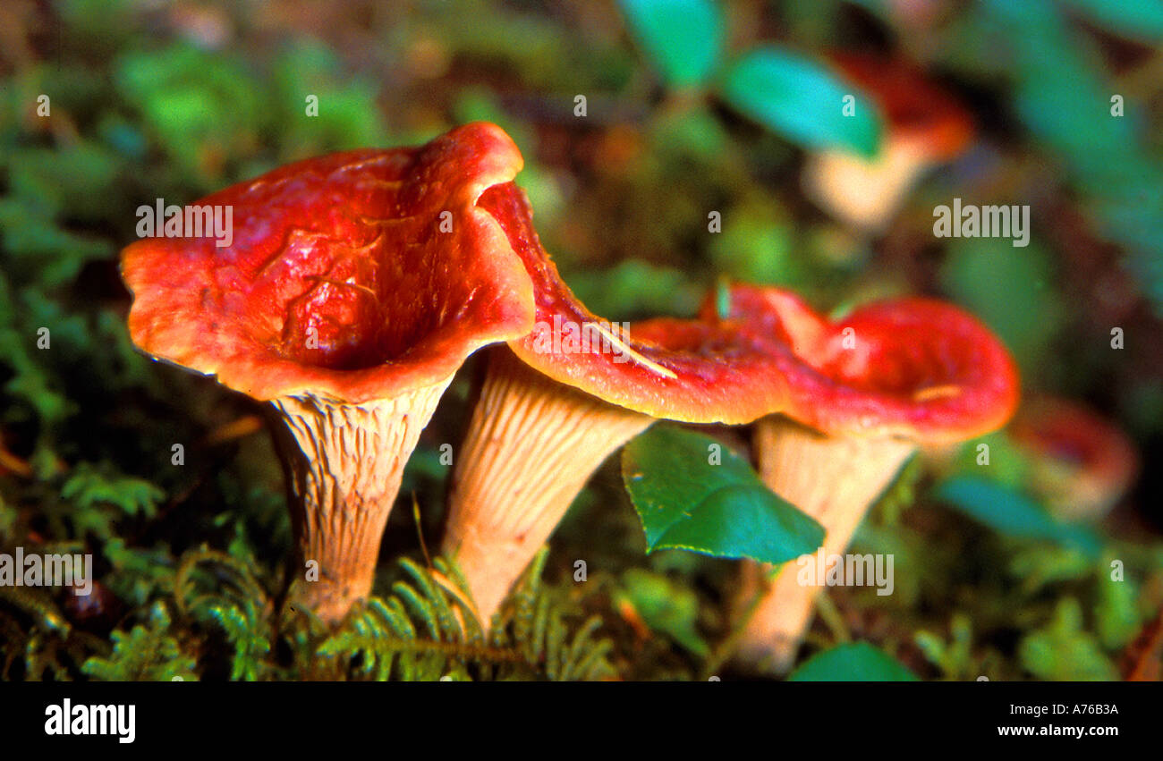 A colorful orange Gomphus floccosus mushroom along a trail near the Oregon coast Stock Photo
