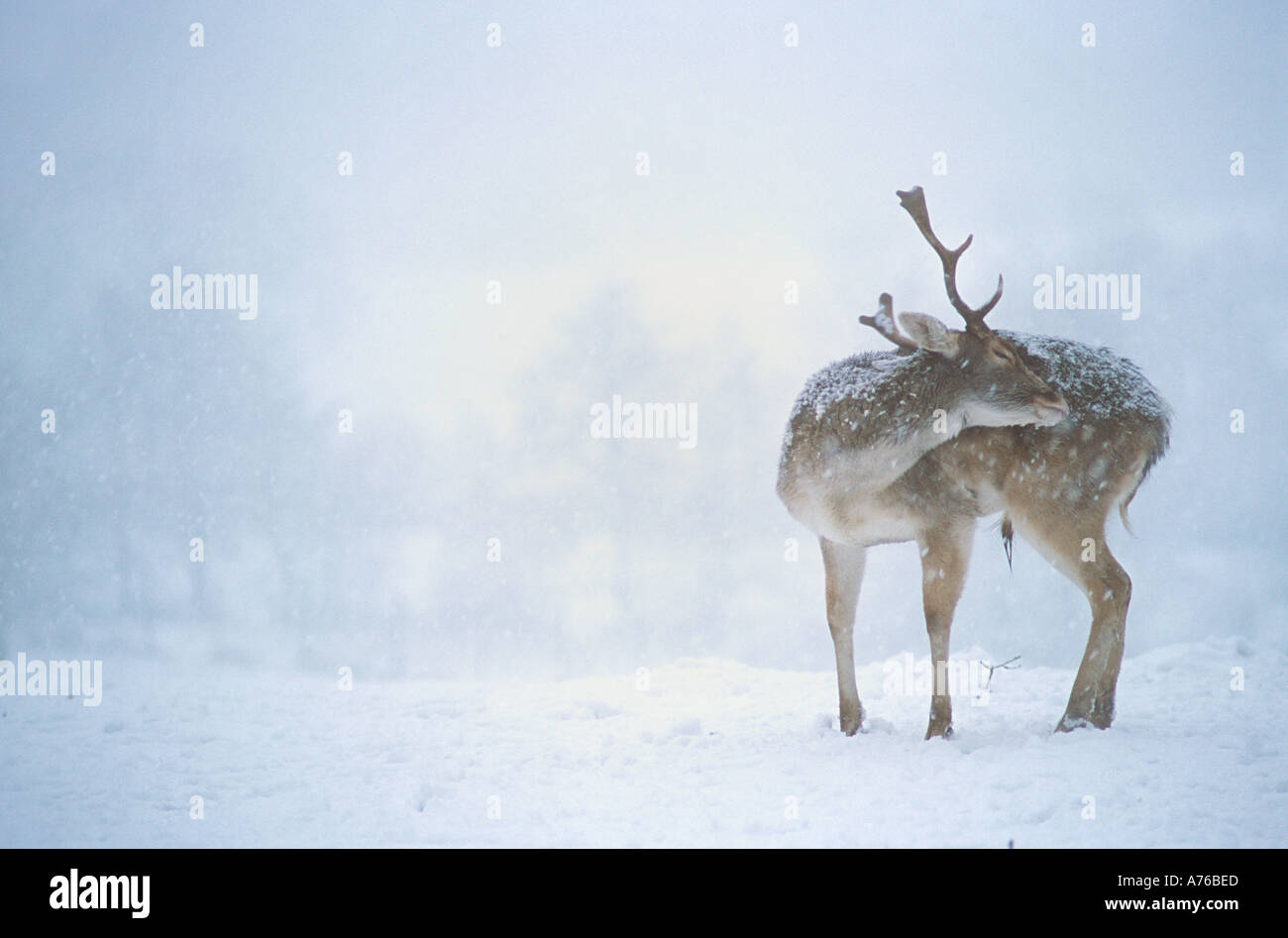 Fallow Deer Buck in Snow Captive Stock Photo