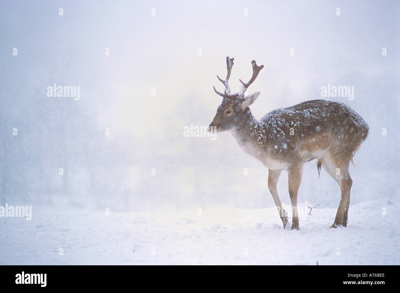 Fallow Deer Buck in Snow Captive Stock Photo