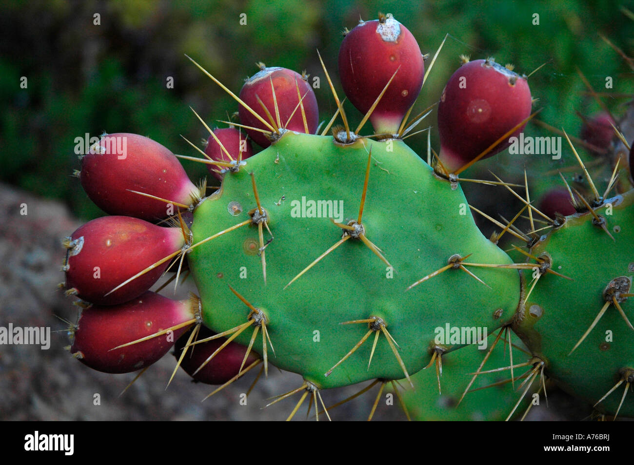 furla cactus Shop latest trending Furla Cactus color Crossbody Bags Online | Italian  Leather, Made in Italy, for Women