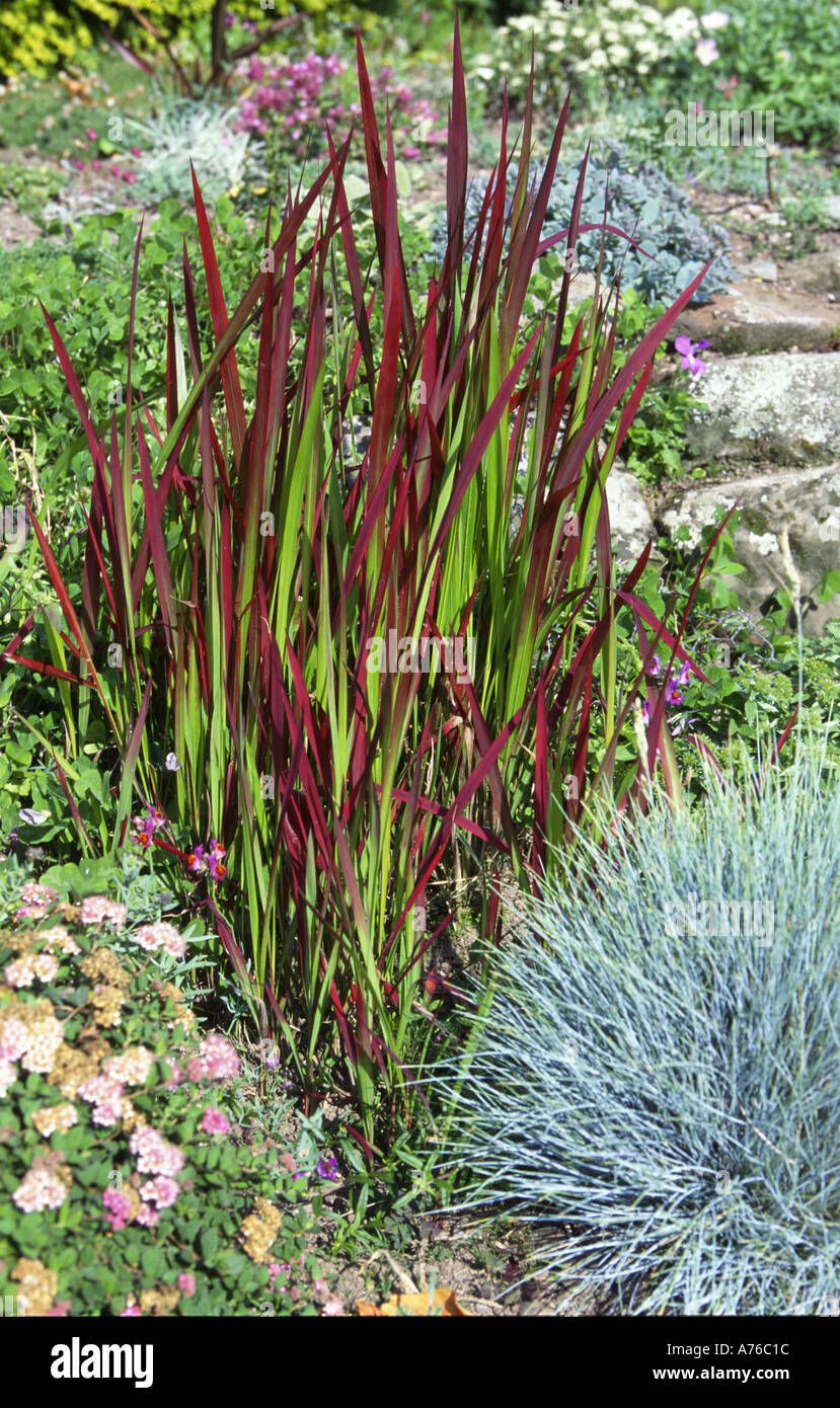 ornamental grass in rockery garden Stock Photo Alamy