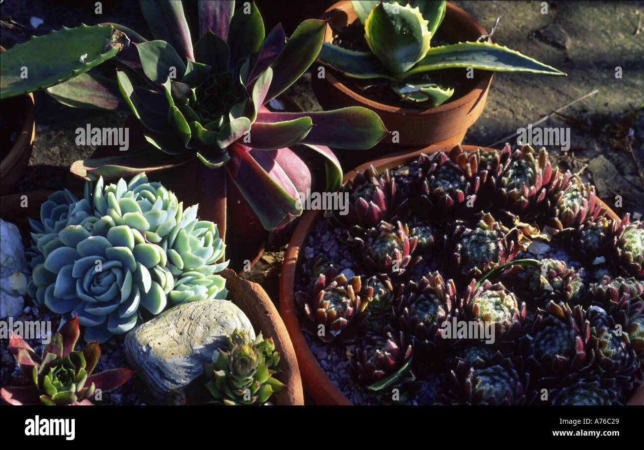 Sempervivum Crassula and other succulents Stock Photo