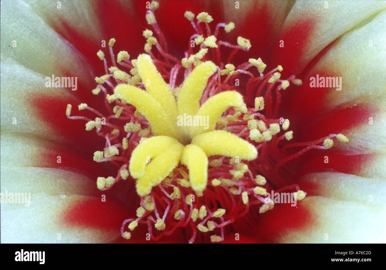 Flower centre of Ferocactus setispinus Stock Photo