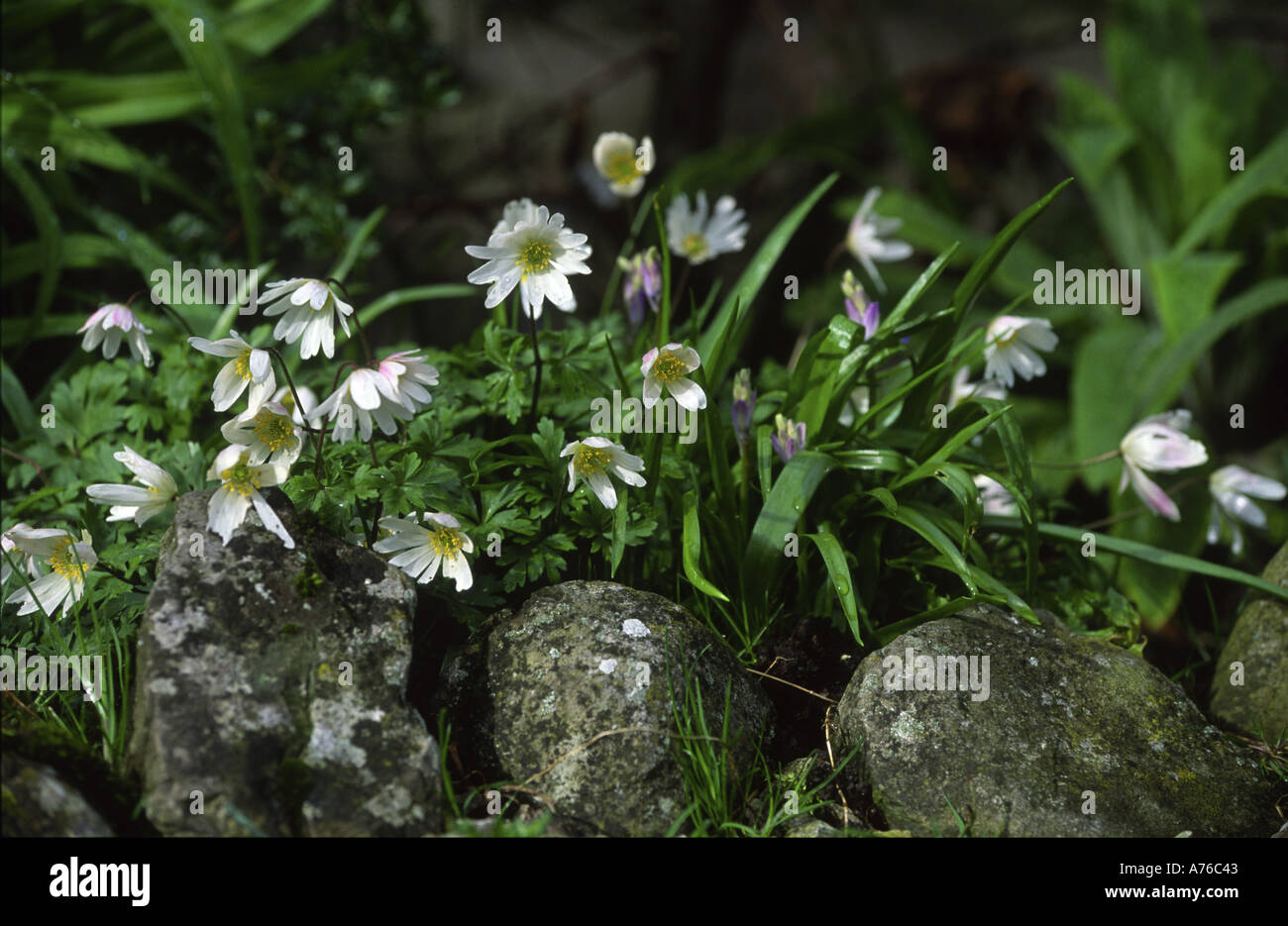 Rockery daisy hi-res stock photography and images - Alamy