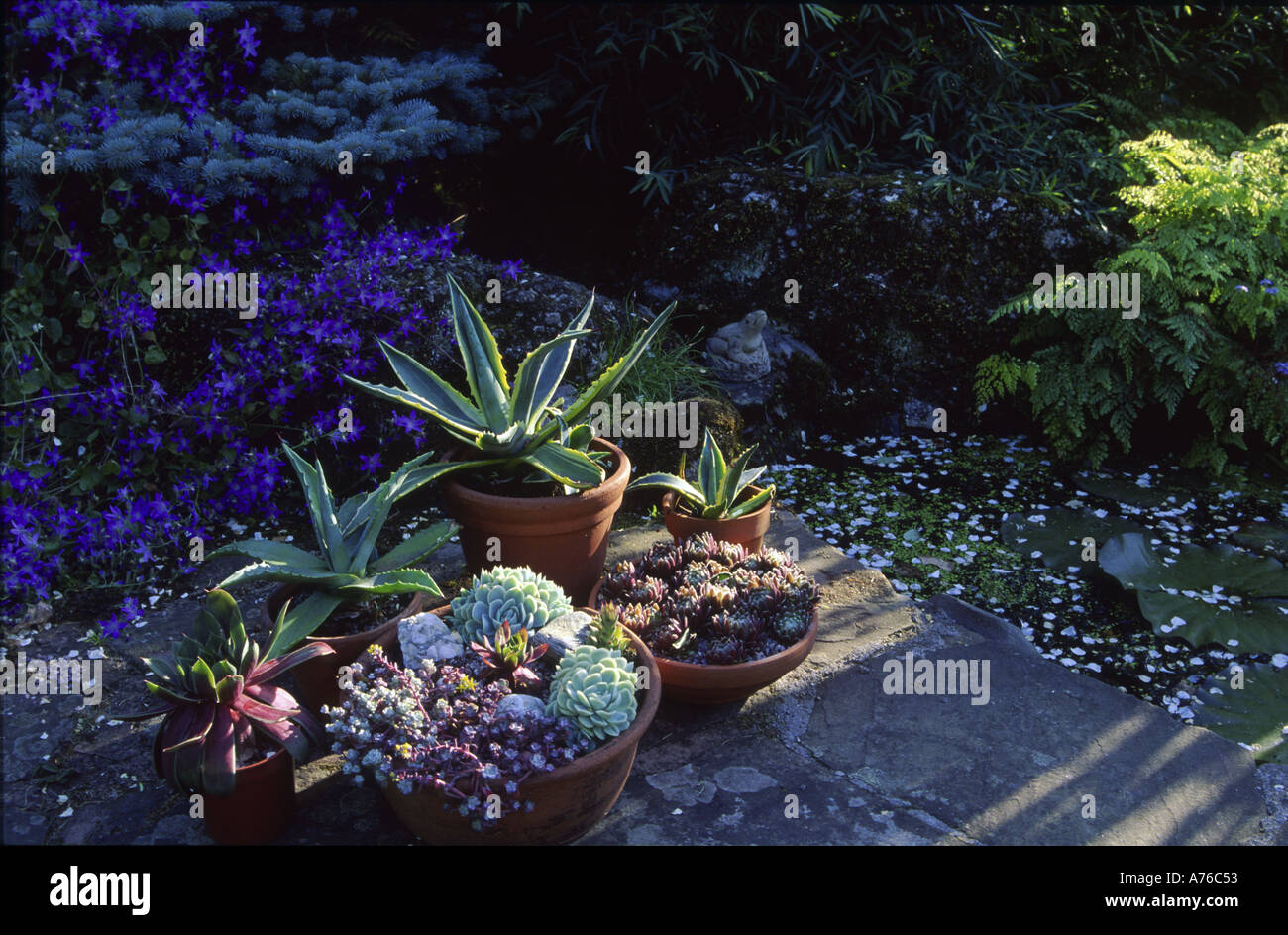 Container grown succulents placed on sunny patio Stock Photo