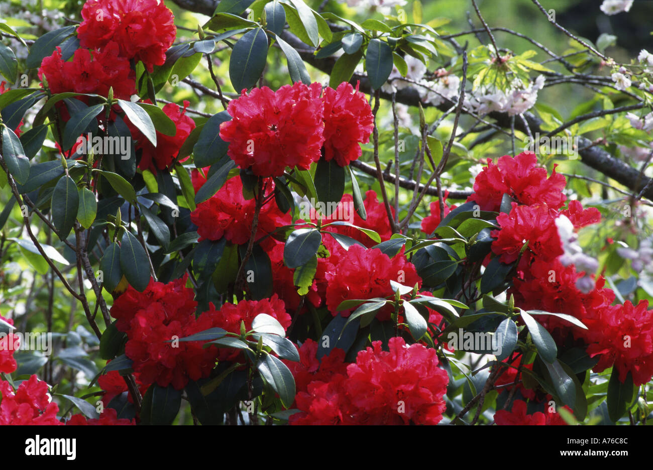 Red Rhododendron England Red rhododendron hi-res stock photography and images - Alamy