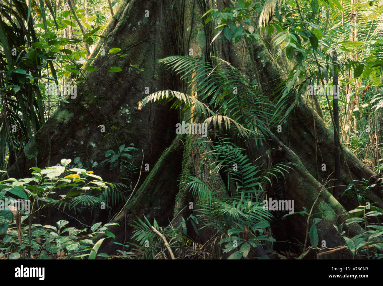 Amazon rainforest understory, rainforest tree with buttress roots Stock